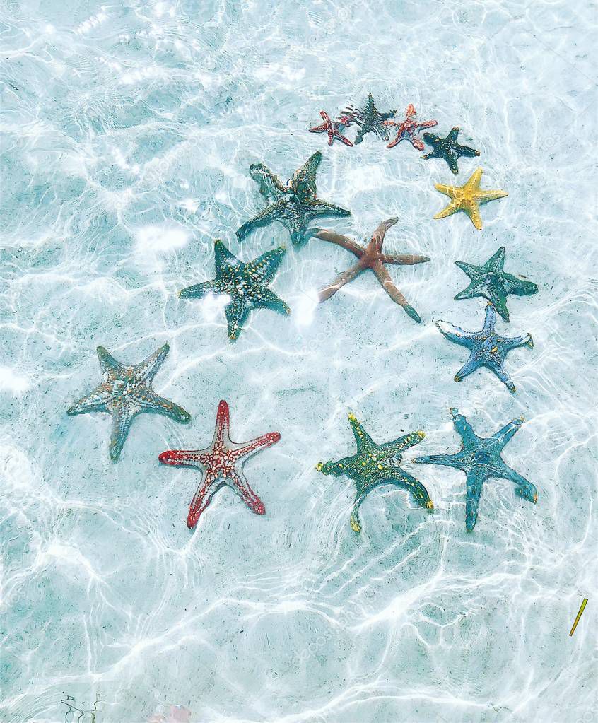 starfish at the bottom of the ocean under the rays of the sun