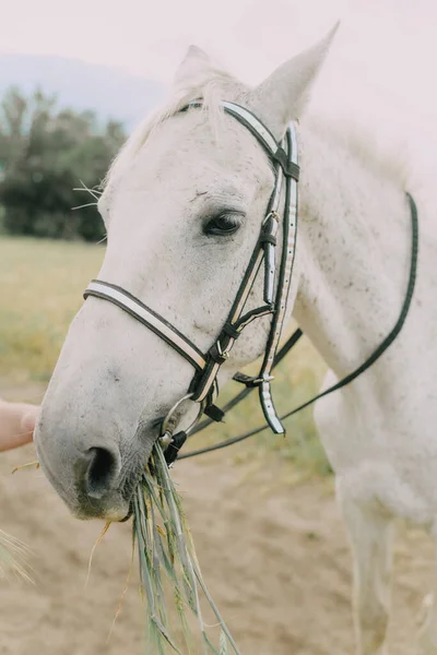 Cheval Blanc Dans Champ — Photo