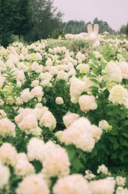Dekoratif Kuş Kafesli Ortanca Tarlası Bir Pastel Rüyası