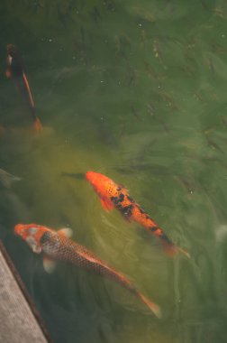 Ördek ve Koi Balığı Huzurlu Sularda Yüzüyor