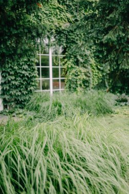 Çekici tuğla bina cephesi yemyeşil ve parlak beyaz kapılı