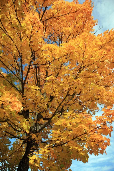 Baum Mit Blättern Herbstfarben — Stockfoto