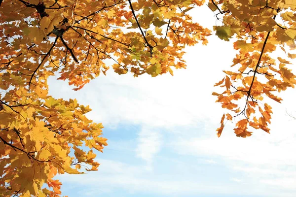 Baum Mit Blättern Herbstfarben Und Kopierraum — Stockfoto