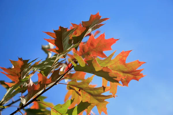 Folhas Carvalho Cor Outonal Frente Céu Azul — Fotografia de Stock