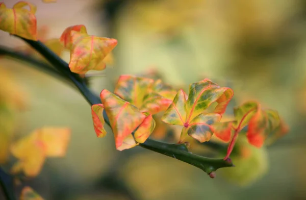 Herbstfarbene Blätter Auf Einem Zweig — Stockfoto