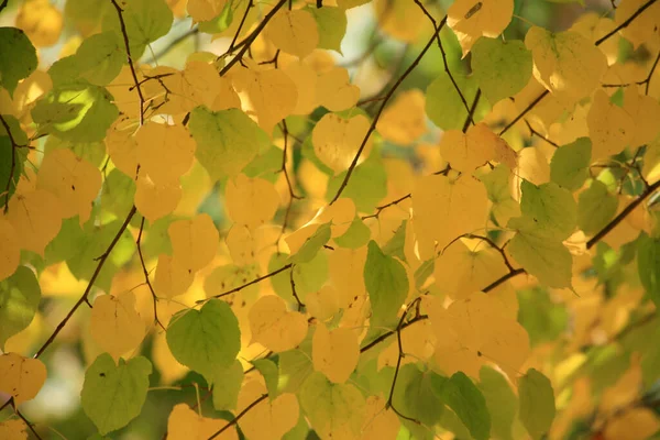 Herbst Farbige Blätter Hintergrund — Stockfoto