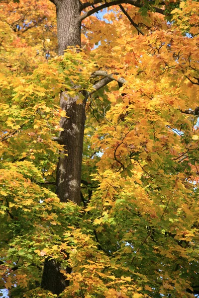 Folhas Coloridas Outono Uma Árvore — Fotografia de Stock
