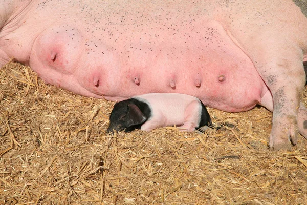 Biggen Zogen Aan Moeder Zeug — Stockfoto