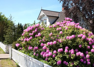 Ahşap bir evin bahçesinde Rhododendron bitkisi
