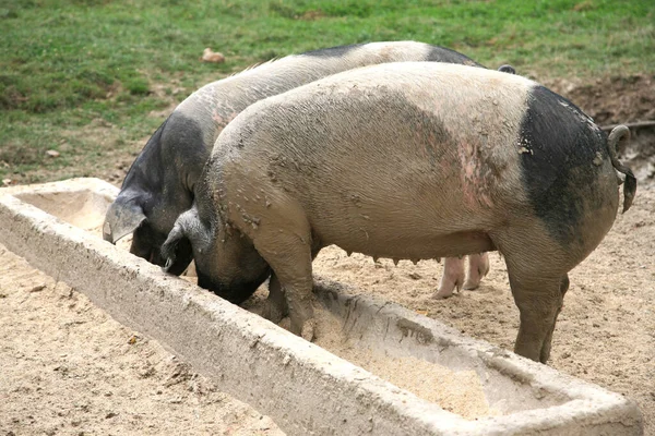 Dos Cerdos Sucios Comiendo Comedero —  Fotos de Stock