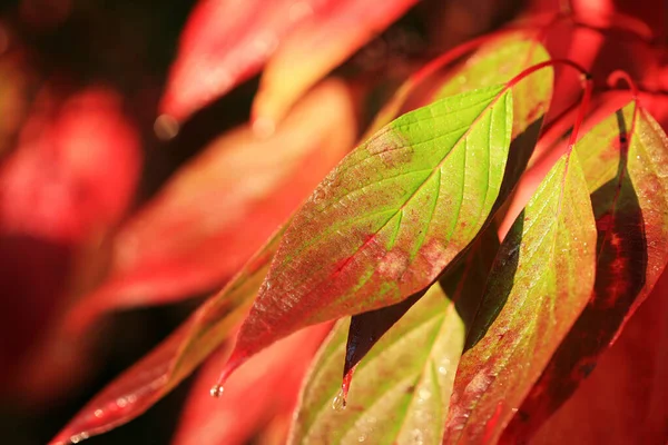 Herbstlicher Weinberg Leuchtenden Farben — Stockfoto