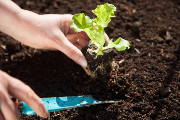 Mão Que Planta Uma Planta Cultivada Sementes Alface — Fotografia de Stock