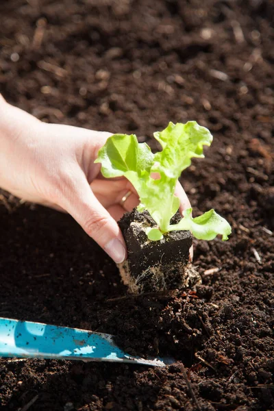 Plantación Manual Una Plántula Lechuga — Foto de Stock