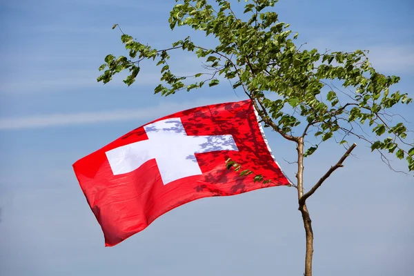 Швейцарський Прапор Висить Дереві — стокове фото
