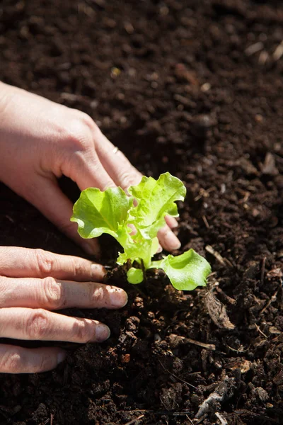Hand Planting Lettuce Seedling — Stock Photo, Image