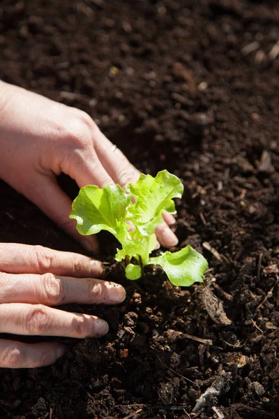 Plantación Manual Una Plántula Lechuga — Foto de Stock