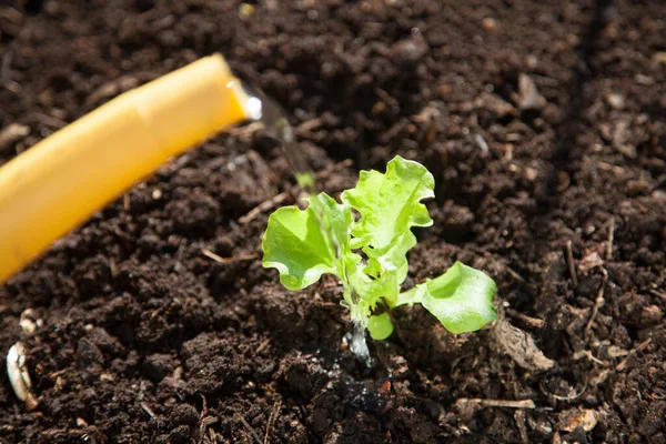 Riego Una Pequeña Lechuga Plántulas — Foto de Stock