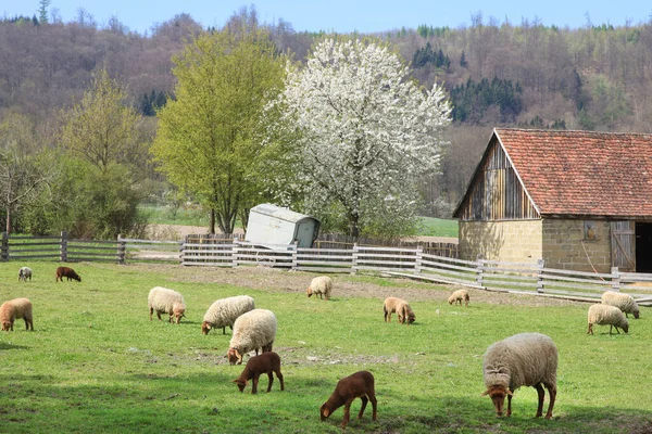 Kudde Schapen Het Weiland — Stockfoto