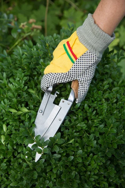 Pruning Shaping Boxwood Buxus Sempervirens Plant Gloves Pruning Shears — Stock Photo, Image