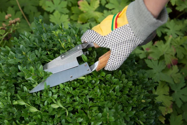 Pruning Shaping Boxwood Buxus Sempervirens Plant Gloves Pruning Shears — Stock Photo, Image