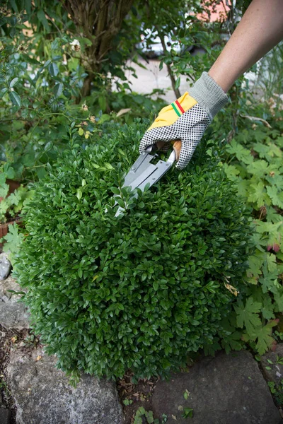 Pruning Shaping Boxwood Buxus Sempervirens Plant Gloves Pruning Shears — Stock Photo, Image