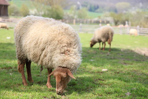 Otlakta Otlayan Koyunlar — Stok fotoğraf