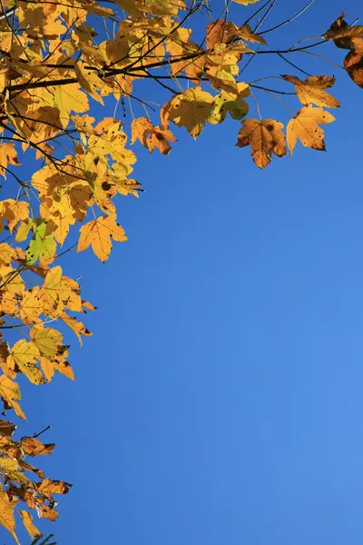 Himmel Umrahmt Von Herbstlich Gefärbten Blättern — Stockfoto