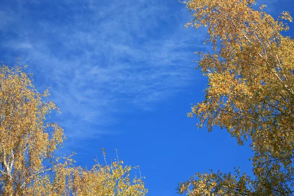 Blauer Himmel Umrahmt Von Herbstlich Gefärbten Ästen — Stockfoto