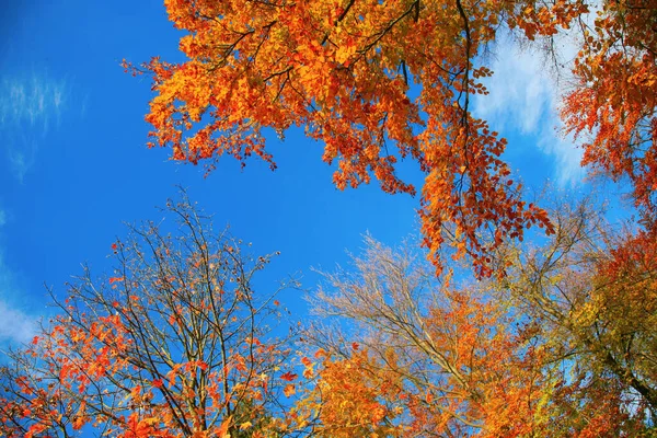 Céu Azul Emoldurado Por Ramos Árvores Coloridas Outonais — Fotografia de Stock