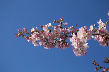 pembe çiçek ağaçta açan düşük açılı görünüş