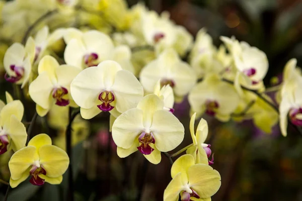 Närbild Gul Orkidé Blommande Växt Blommar Park — Stockfoto