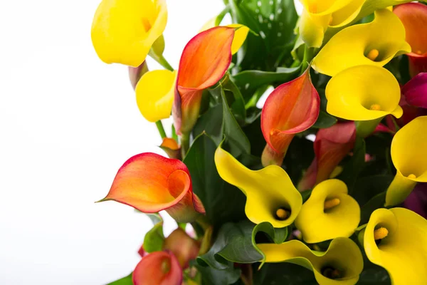 Calla Lys Bouquet Coloré Fleurs Pleine Floraison Sur Affichage Motif — Photo