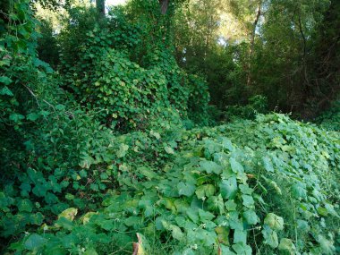Kudzu, Baton Rouge Mississippi nehri yakınlarında büyüyen istilacı bir Japon asma, Louisiana, ABD