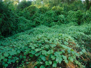 Kudzu, an invasive Japanese vine growing near the Mississippi river in Baton Rouge, Louisiana, USA clipart