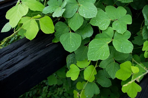 Kudzu 一种入侵性的日本葡萄树 生长在路易斯安那州巴吞鲁日的密西西比河附近 — 图库照片