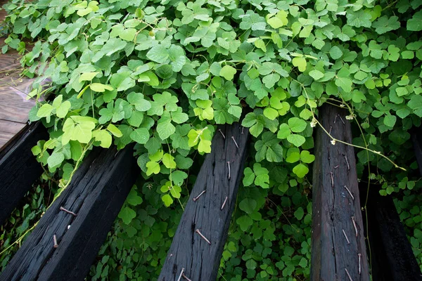 Kudzu Una Vid Invasora Japonesa Que Crece Cerca Del Río —  Fotos de Stock