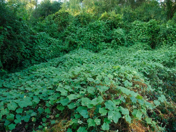 Kudzu Ένα Διεισδυτικό Ιαπωνικό Αμπέλι Που Αναπτύσσεται Κοντά Στον Ποταμό — Φωτογραφία Αρχείου