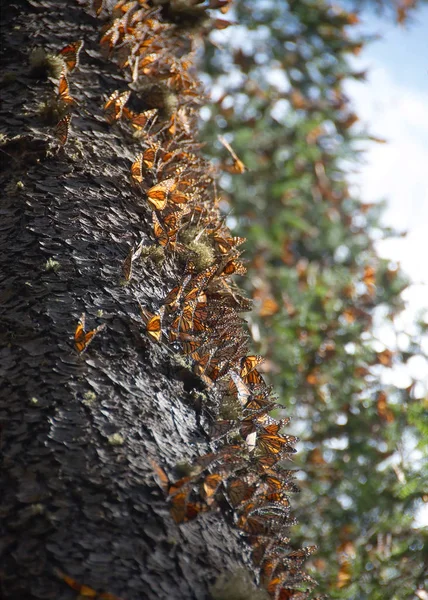 Monarch Butterflies Arriving Michoacan Mexico Migrating Canada — Stock Photo, Image