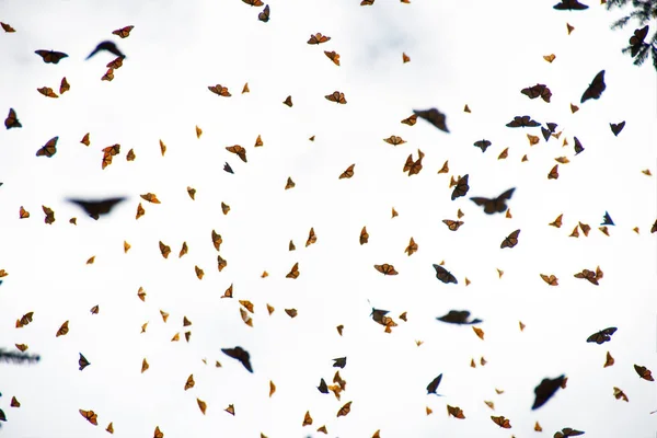 Πεταλούδες Μονάρχες Φθάνουν Στο Μιτσόκαν Του Μεξικού Μετά Μετεγκατάσταση Από — Φωτογραφία Αρχείου