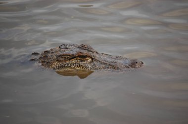 Avery Adası'nda bir timsah, Tabasco sos ev, Louisiana, Abd