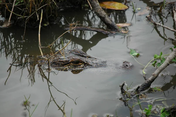 Alligator Avery Island Hem För Tabasco Sauce Louisiana Usa — Stockfoto