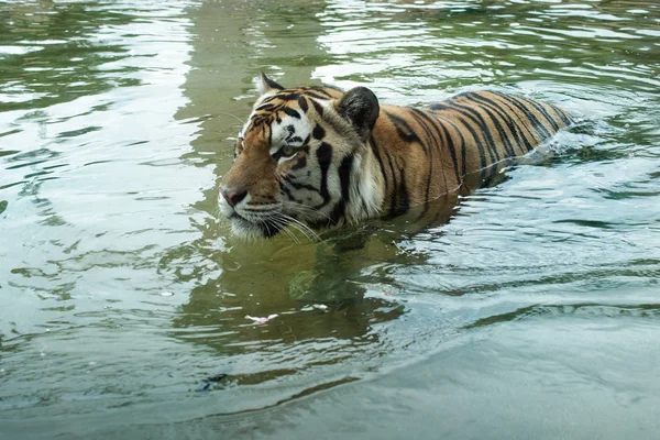 Baton Rouge Louisiana Usa 2019 Mike Vii Ein Bengaler Tiger — Stockfoto