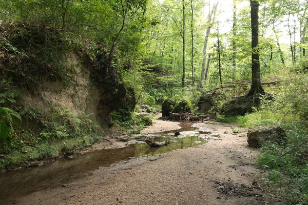 Clark Creek Natural Area Tunica Hills Mississippi Verenigde Staten — Stockfoto