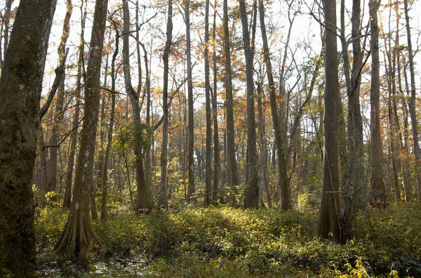 Bluebonnet Swamp, Baton Rouge, Louisiana, Amerika Birleşik Devletleri.
