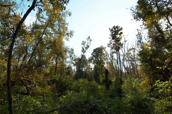 Bluebonnet Swamp Baton Rouge Louisiana Verenigde Staten — Stockfoto