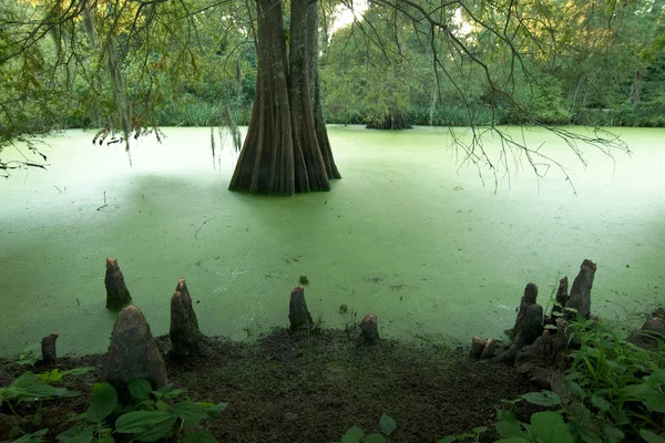 Francisville Louisiane États Unis 2019 Marécage Plantation Myrtles Une Maison — Photo