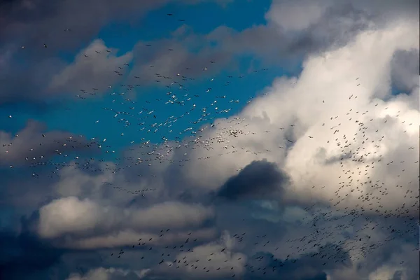 Много Мигрирующих Пеликанов Университетском Озере Лгу Батон Руж Луизиана Сша — стоковое фото