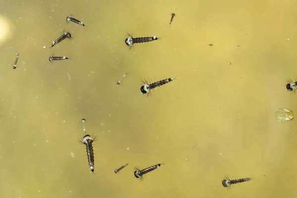 Larvas Mosquitos Cerca Jardín Botánico Unam Ciudad México México — Foto de Stock