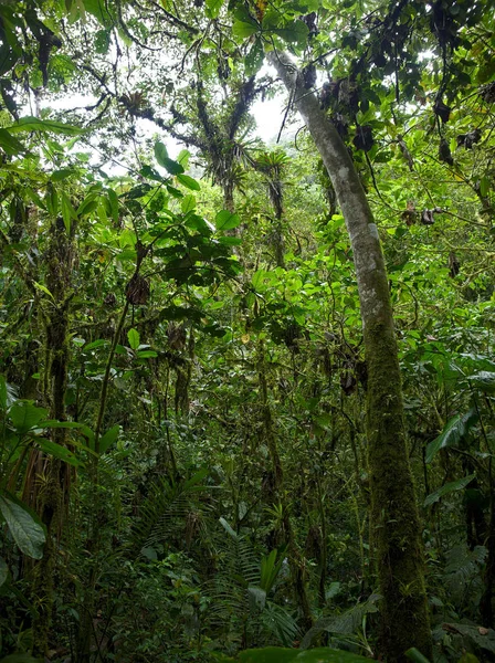 帕胡马保护区 皮钦查 厄瓜多尔 2019 帕胡马兰花保护区景观 位于基多西北约一小时 — 图库照片