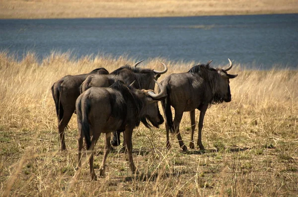 Blue Wildebeests Pilanesberg National Park North West Province South Africa — Stock Photo, Image
